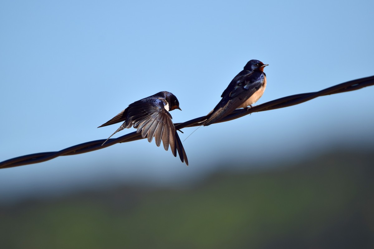 家燕 - ML652918361