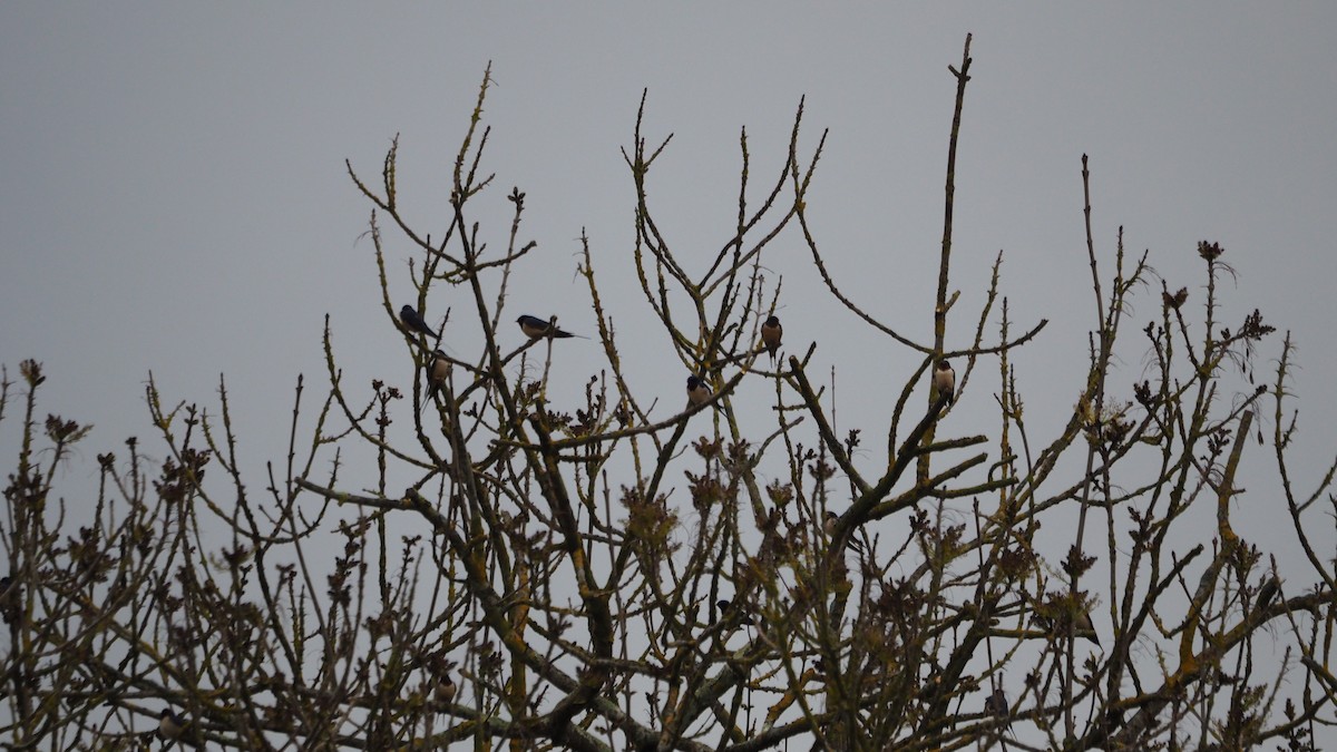 家燕 - ML652918664