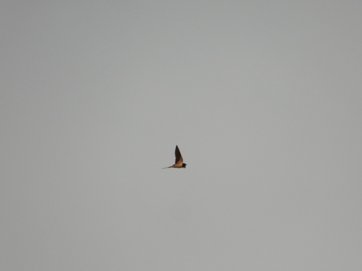 家燕 - ML652918836