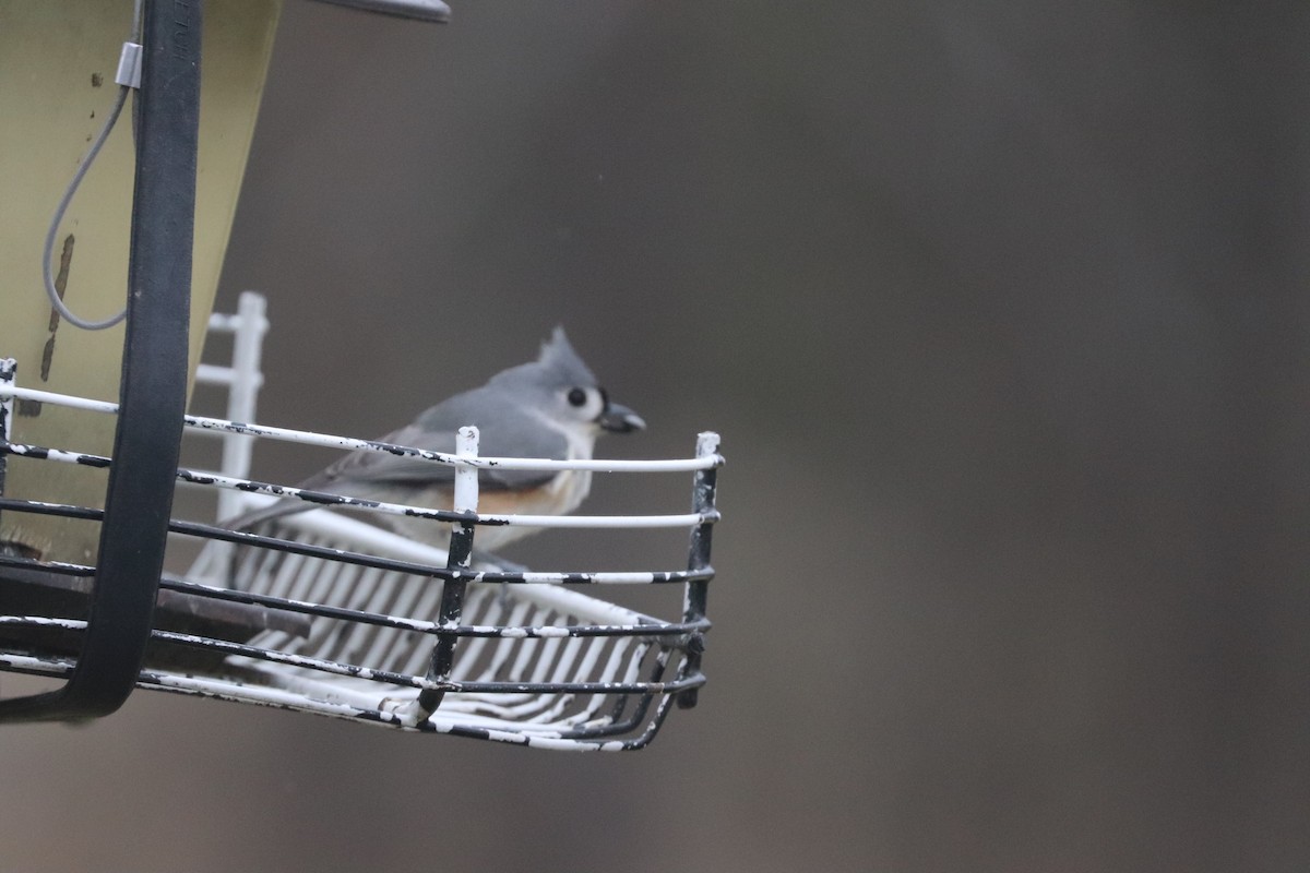 Tufted Titmouse - ML652918841