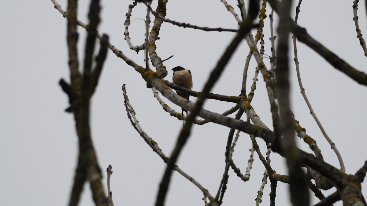 家燕 - ML652918987