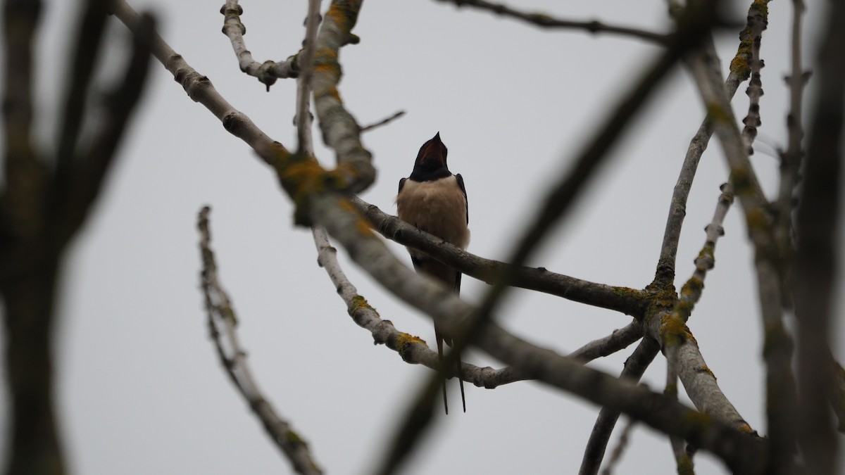 家燕 - ML652918994