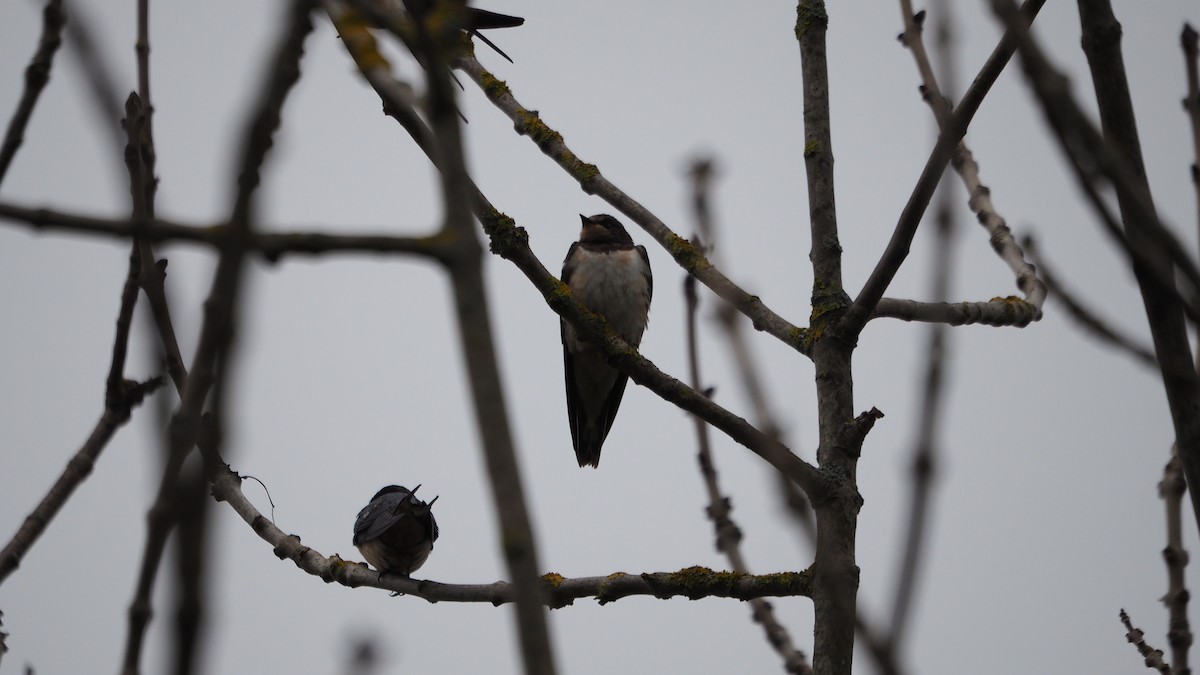 家燕 - ML652919010