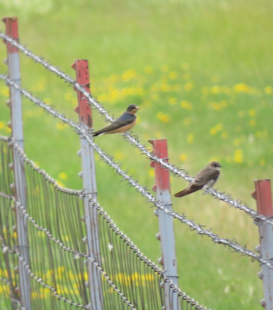 家燕 - ML652919117