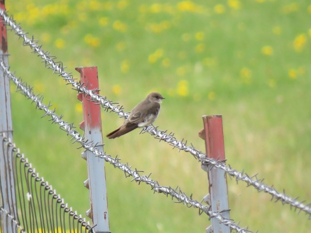 家燕 - ML652919118