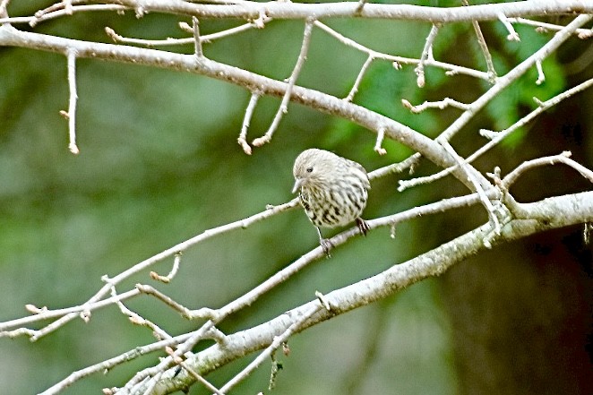 Pine Siskin - ML652919365