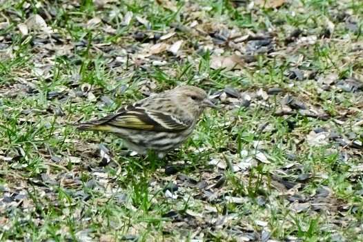 Pine Siskin - ML652919366