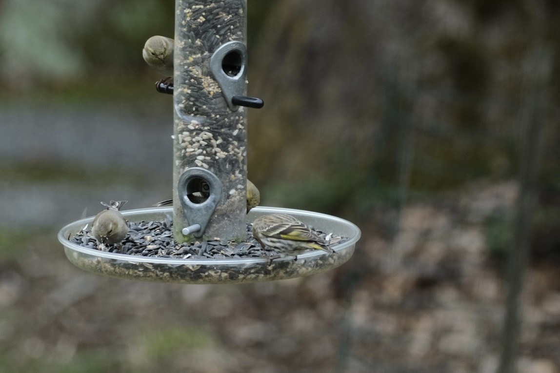 Pine Siskin - ML652919367