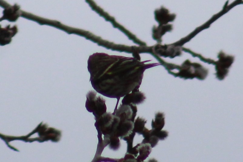 Pine Siskin - ML652919572