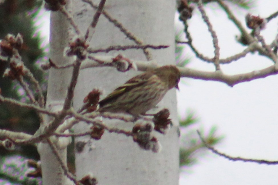 Pine Siskin - ML652919580