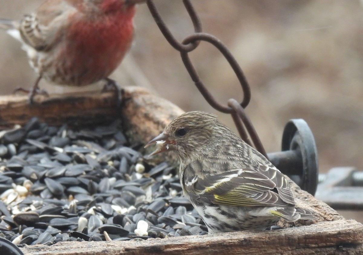 Pine Siskin - ML652919738