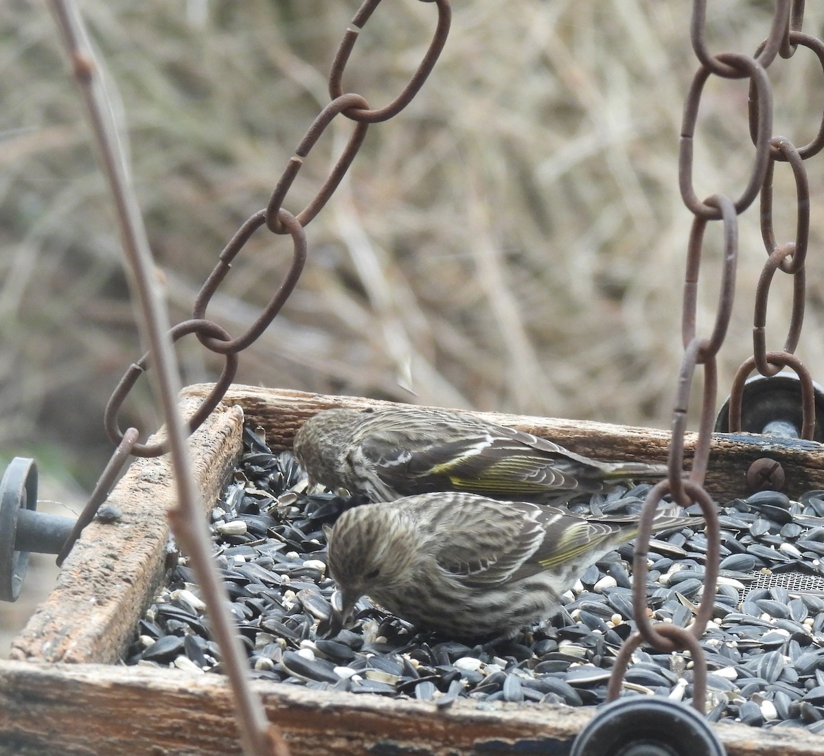 Pine Siskin - ML652919754