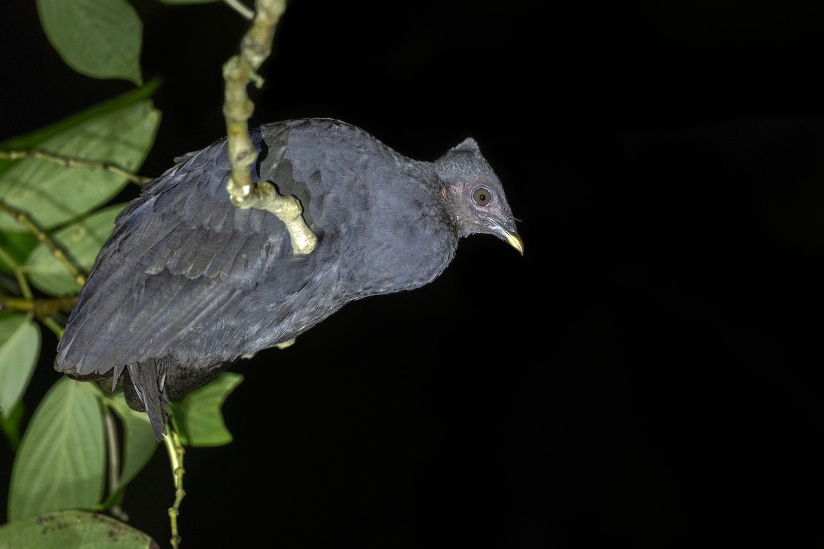 Dusky Megapode - ML652919802
