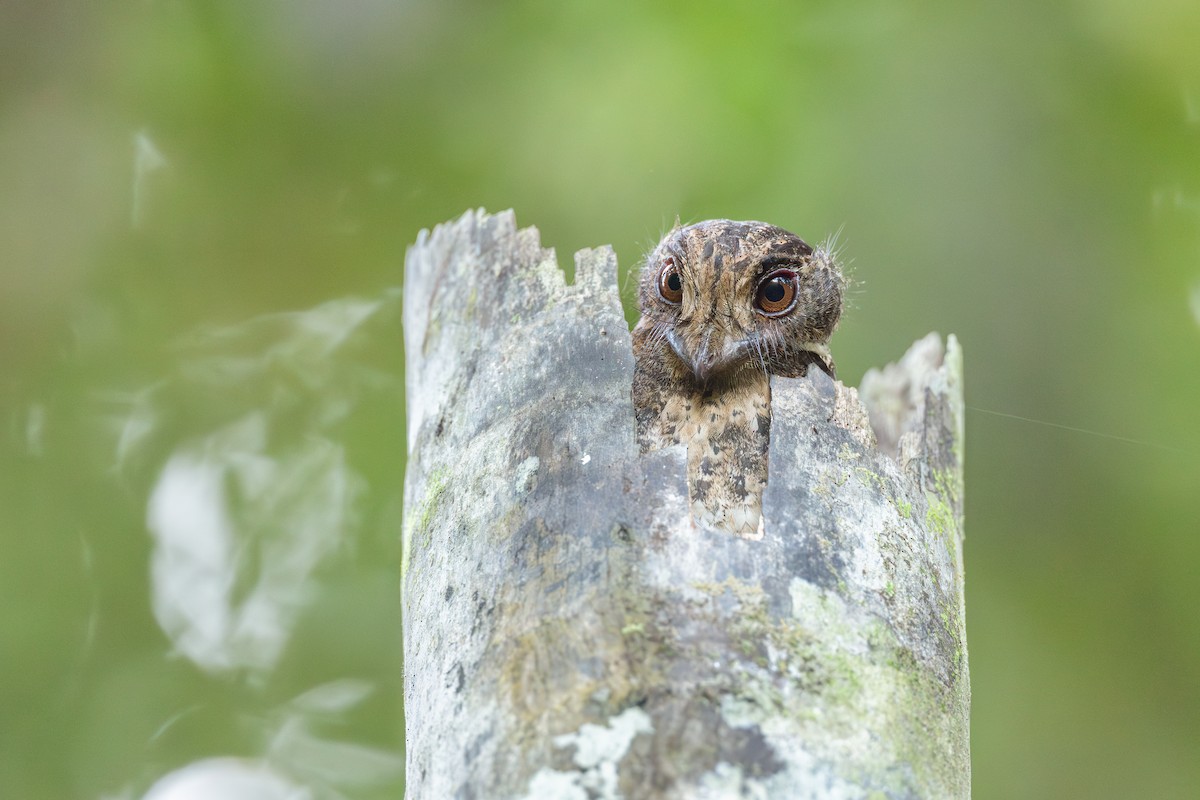 Moluccan Owlet-nightjar - ML652919809