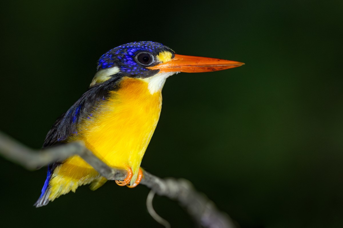 Moluccan Dwarf-Kingfisher - ML652919822