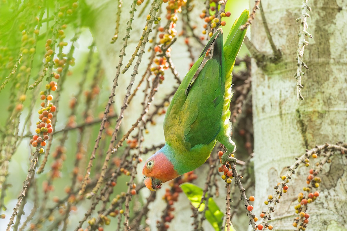 Red-cheeked Parrot - ML652919831
