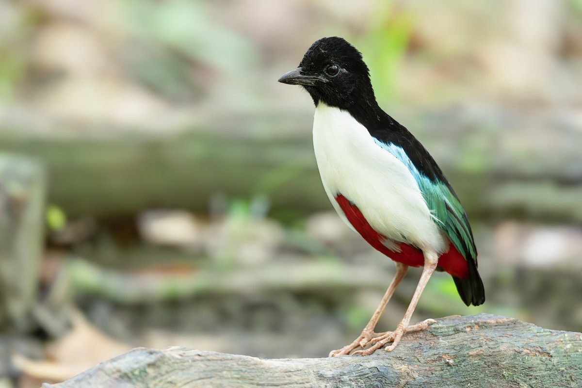 Ivory-breasted Pitta - ML652919840
