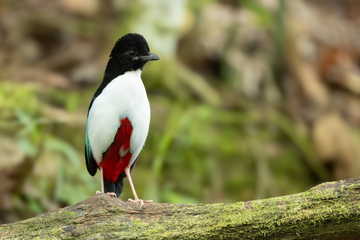 Ivory-breasted Pitta - ML652919841
