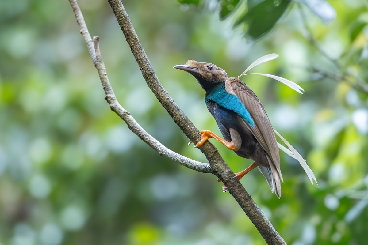 Standardwing Bird-of-Paradise - ML652919846