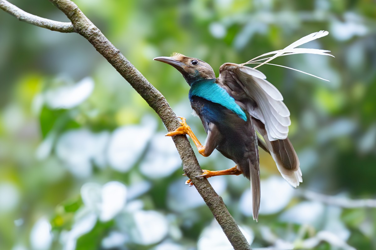 Standardwing Bird-of-Paradise - ML652919847