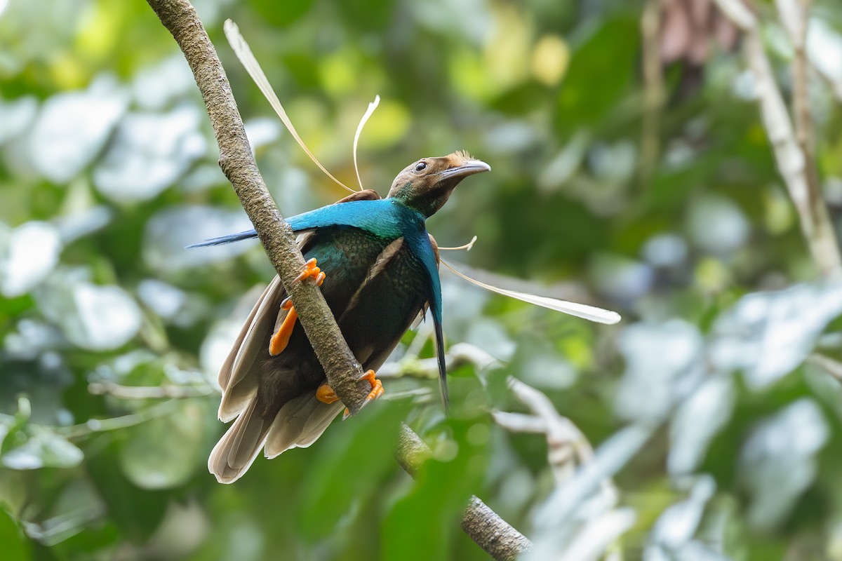 Standardwing Bird-of-Paradise - ML652919848