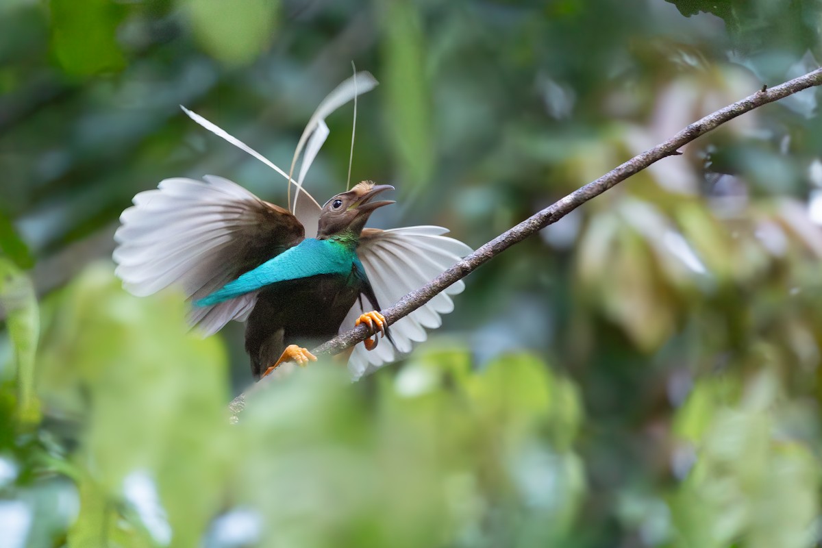 Standardwing Bird-of-Paradise - ML652919850