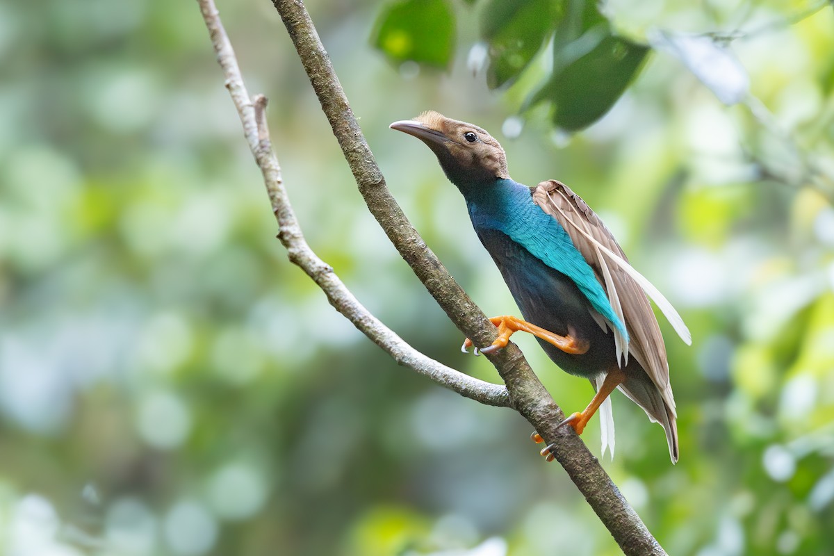 Standardwing Bird-of-Paradise - ML652919851