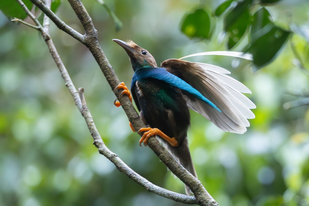 Standardwing Bird-of-Paradise - ML652919852