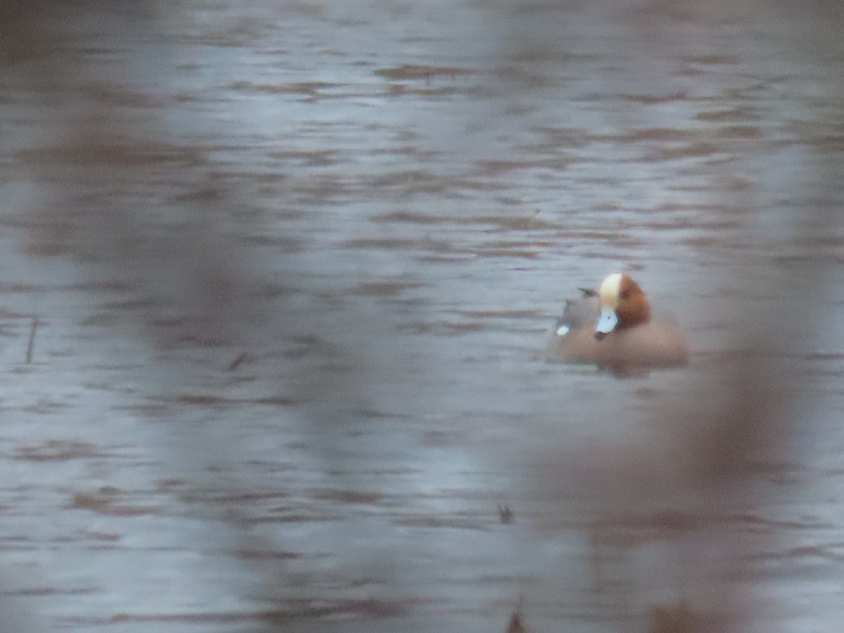 eBird Checklist - 16 Mar 2026 - Paulinskill River WMA / Hyper Humus IBA ...