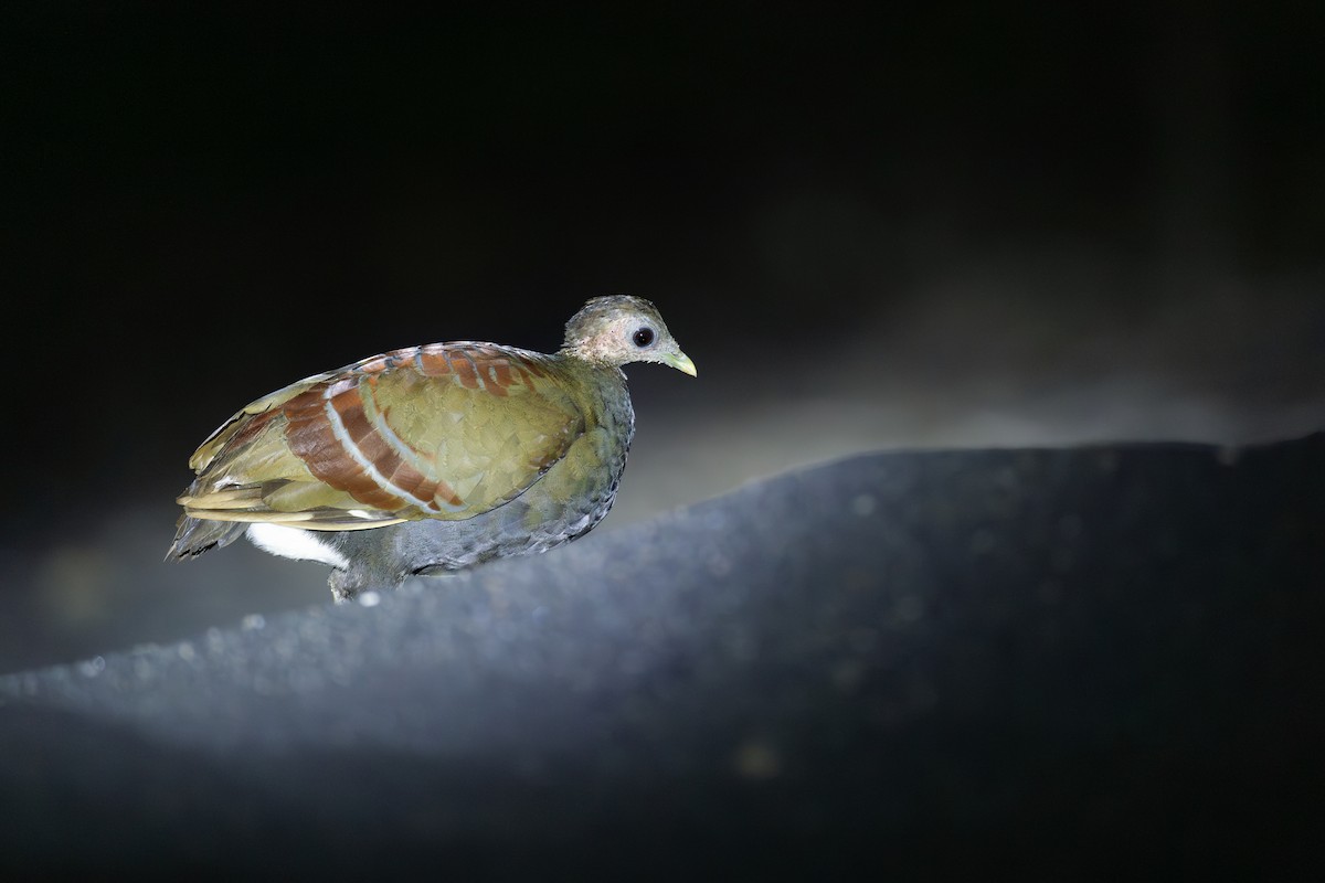 Moluccan Megapode - ML652919974