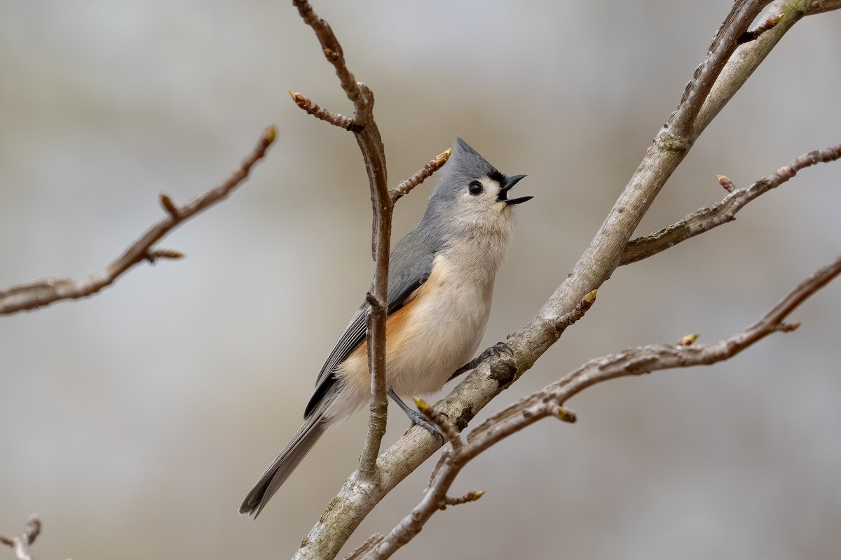 Tufted Titmouse - ML652920083
