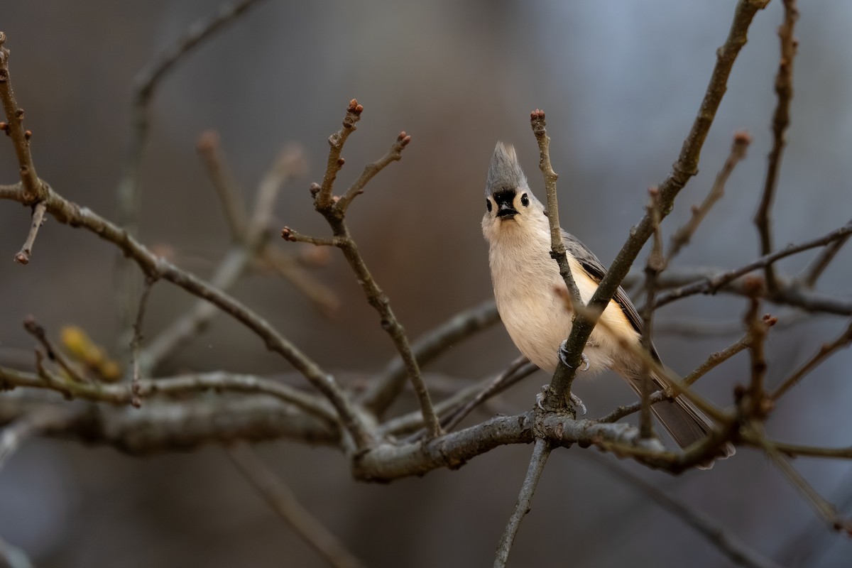 Tufted Titmouse - ML652920084