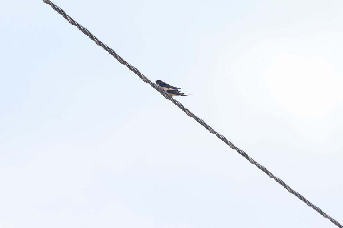 家燕 - ML652920447