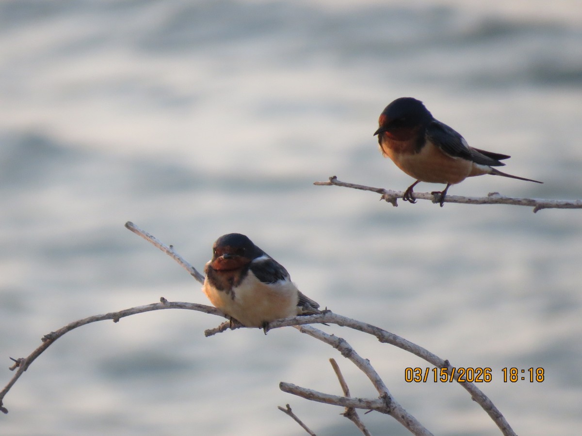 家燕 - ML652920559