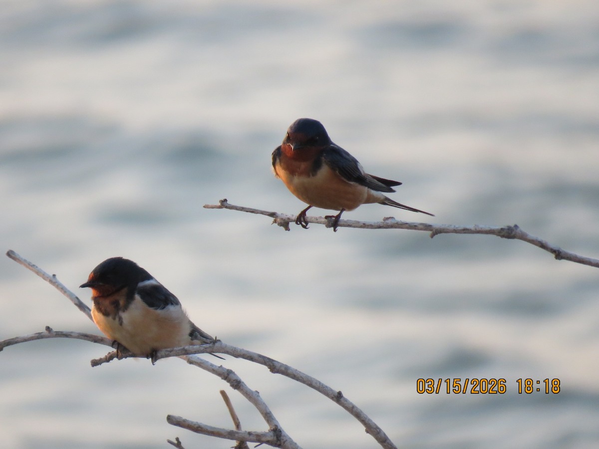 家燕 - ML652920568