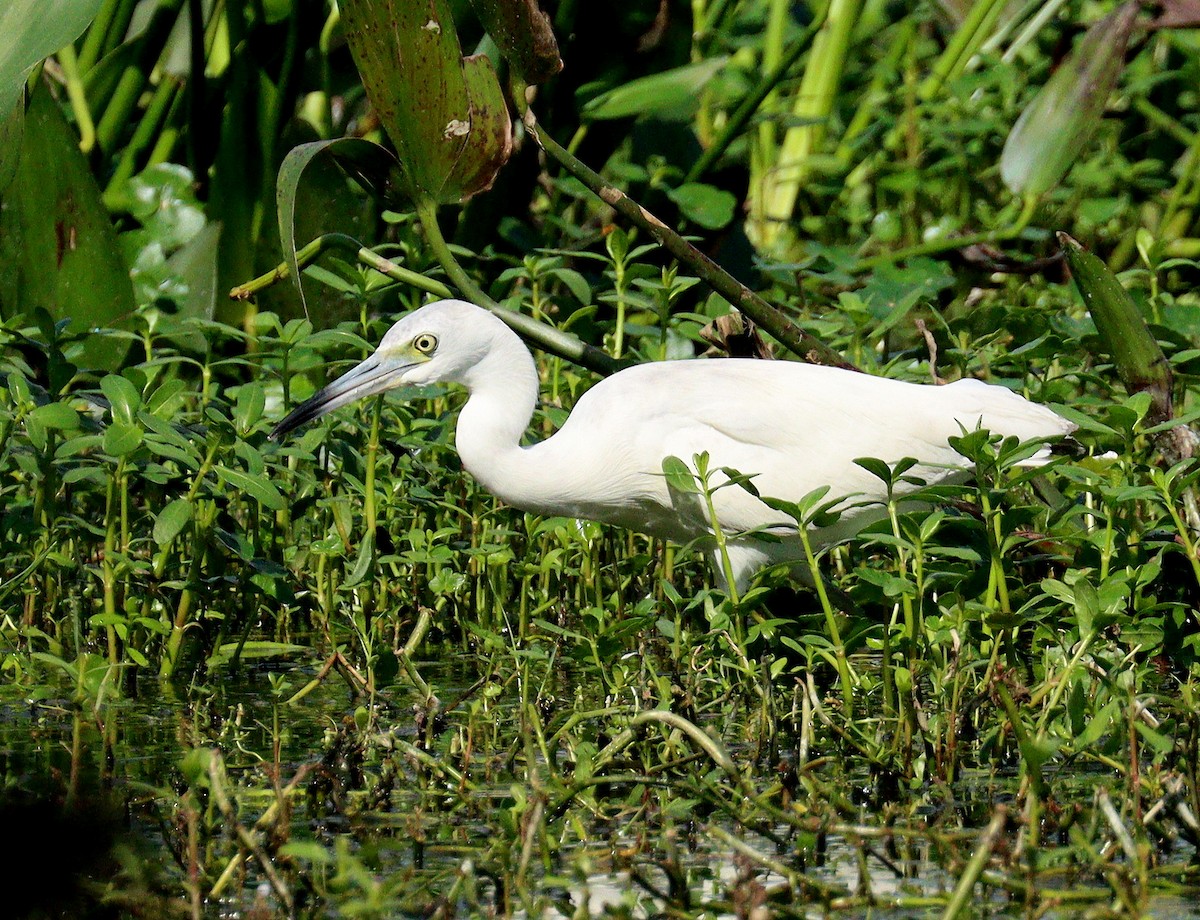 Чепура блакитна - ML652920724