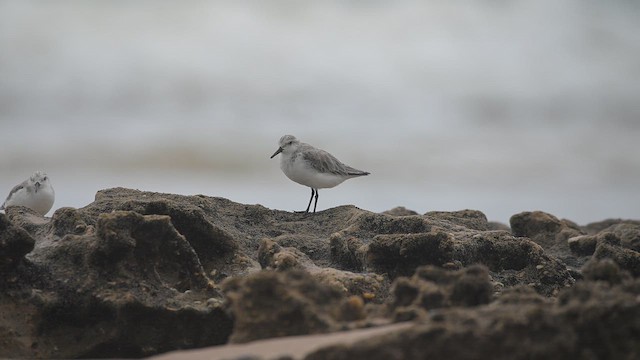 Sanderling - ML652920763