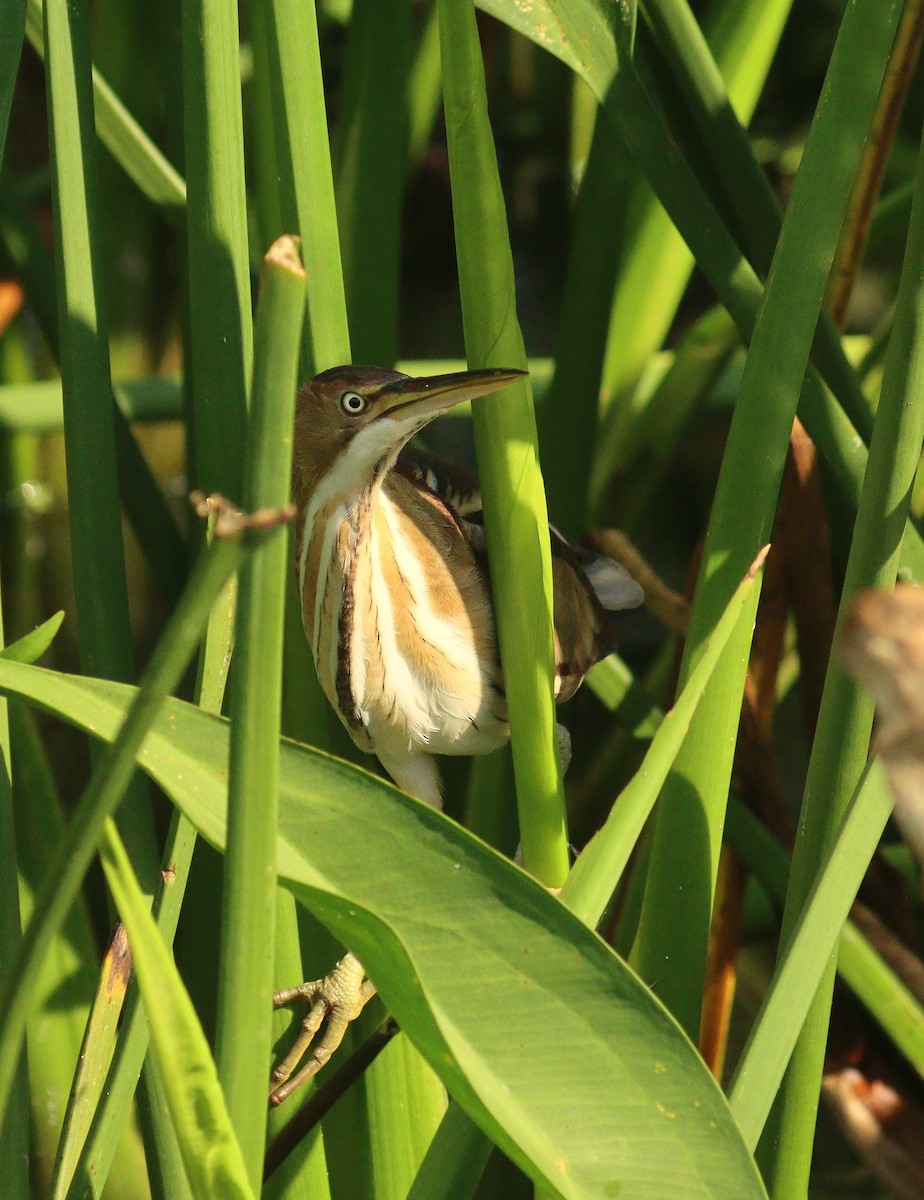 Бугайчик американський - ML652920851