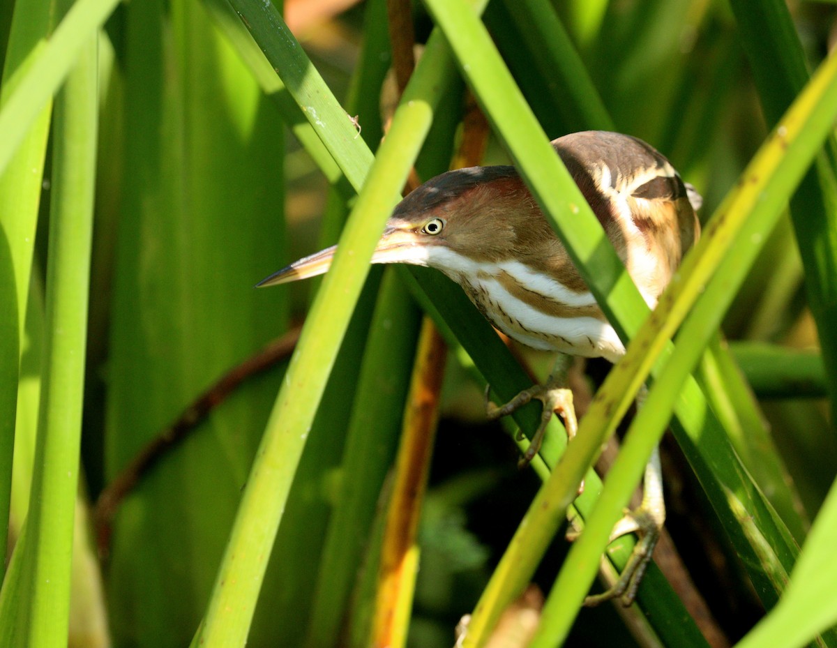 Бугайчик американський - ML652920869