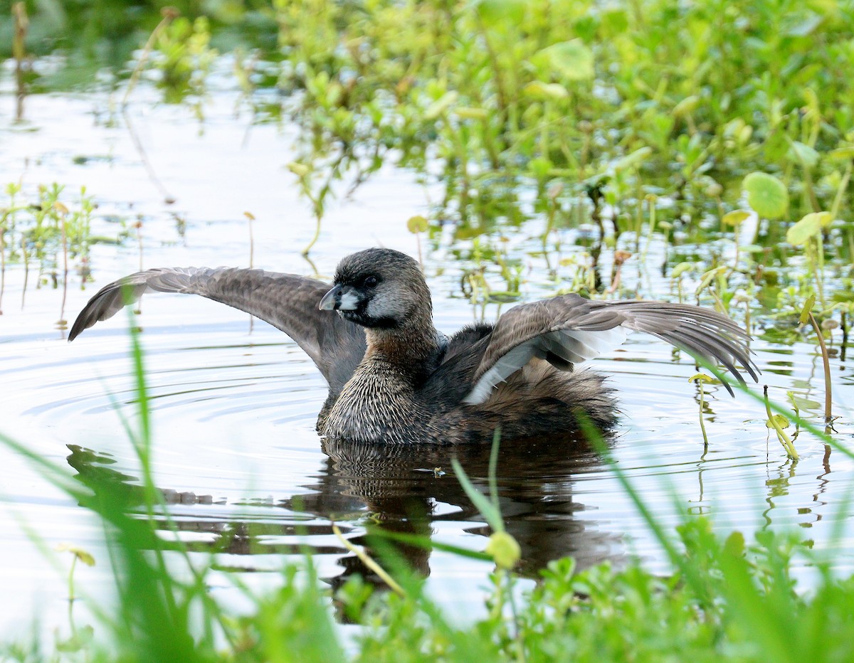 Пірникоза рябодзьоба - ML652920930