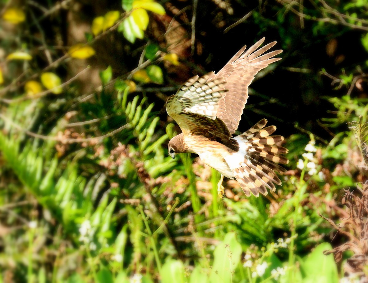 Лунь американський - ML652920982