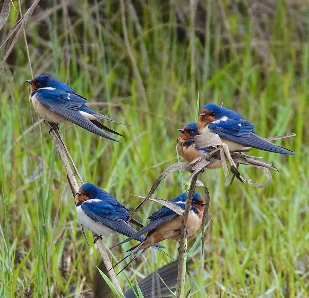 家燕 - ML652921010