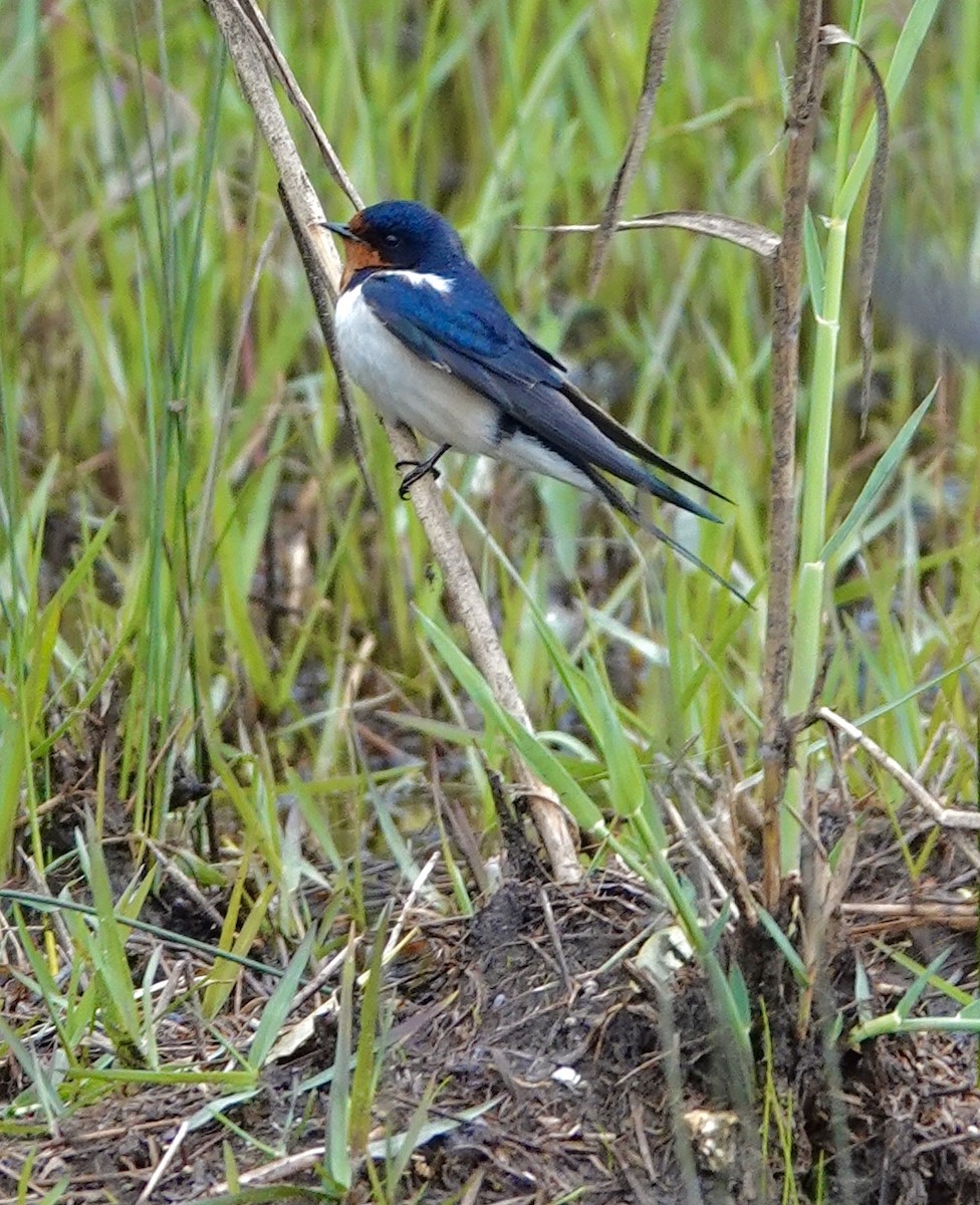 家燕 - ML652921017