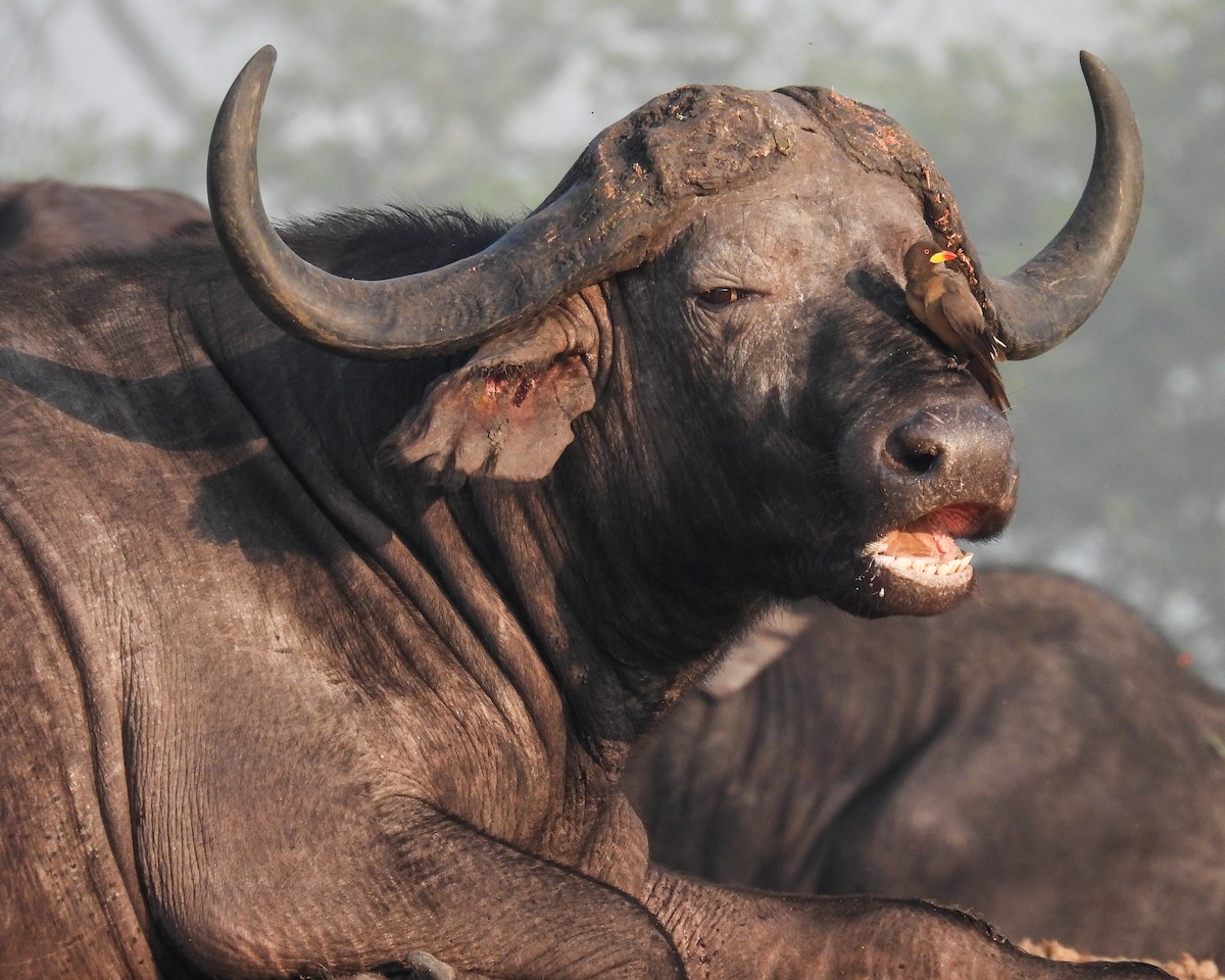 gulnebboksehakker - ML652921167