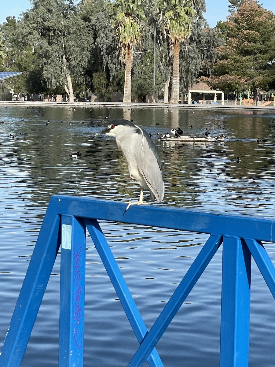 Black-crowned Night Heron - ML652921349