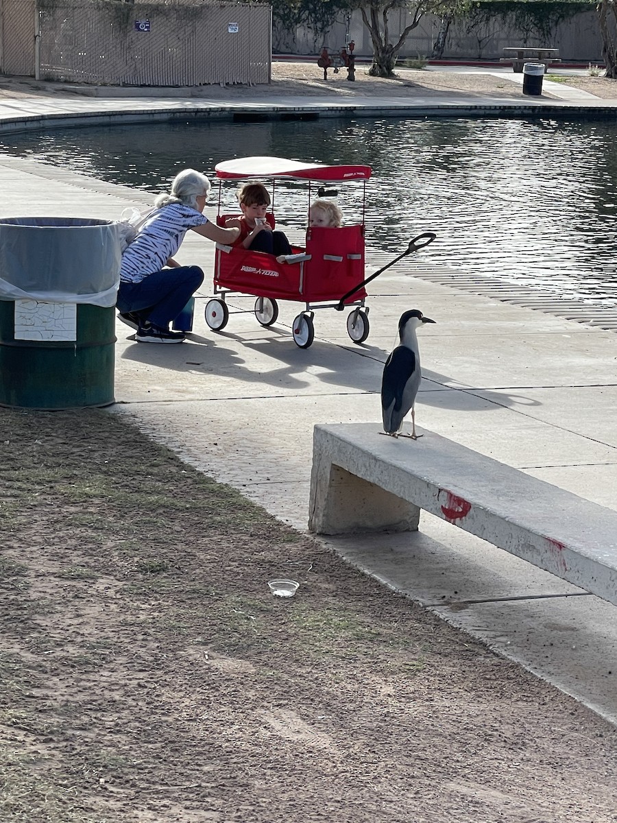 Black-crowned Night Heron - ML652921350