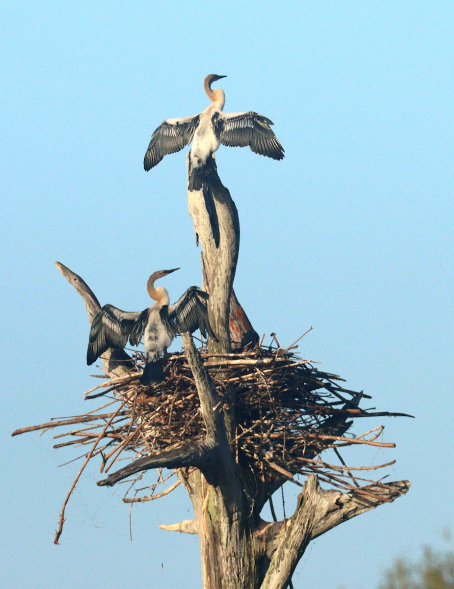 Змієшийка американська - ML652921453