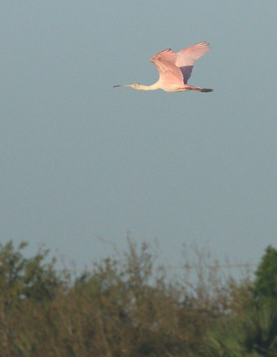 Косар рожевий - ML652921529