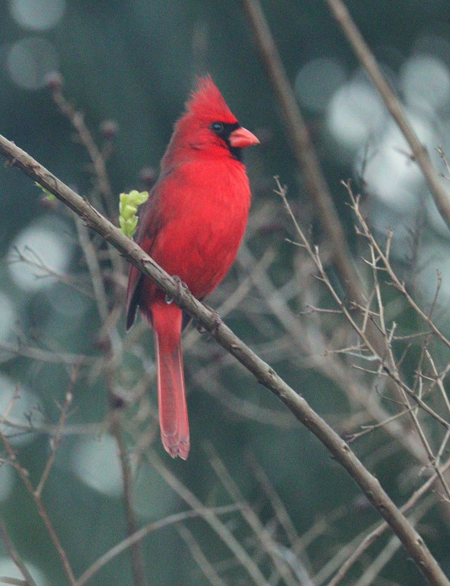 Кардинал червоний - ML652921648