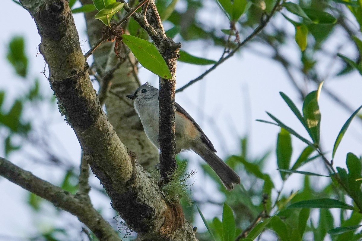 Tufted Titmouse - ML652921911